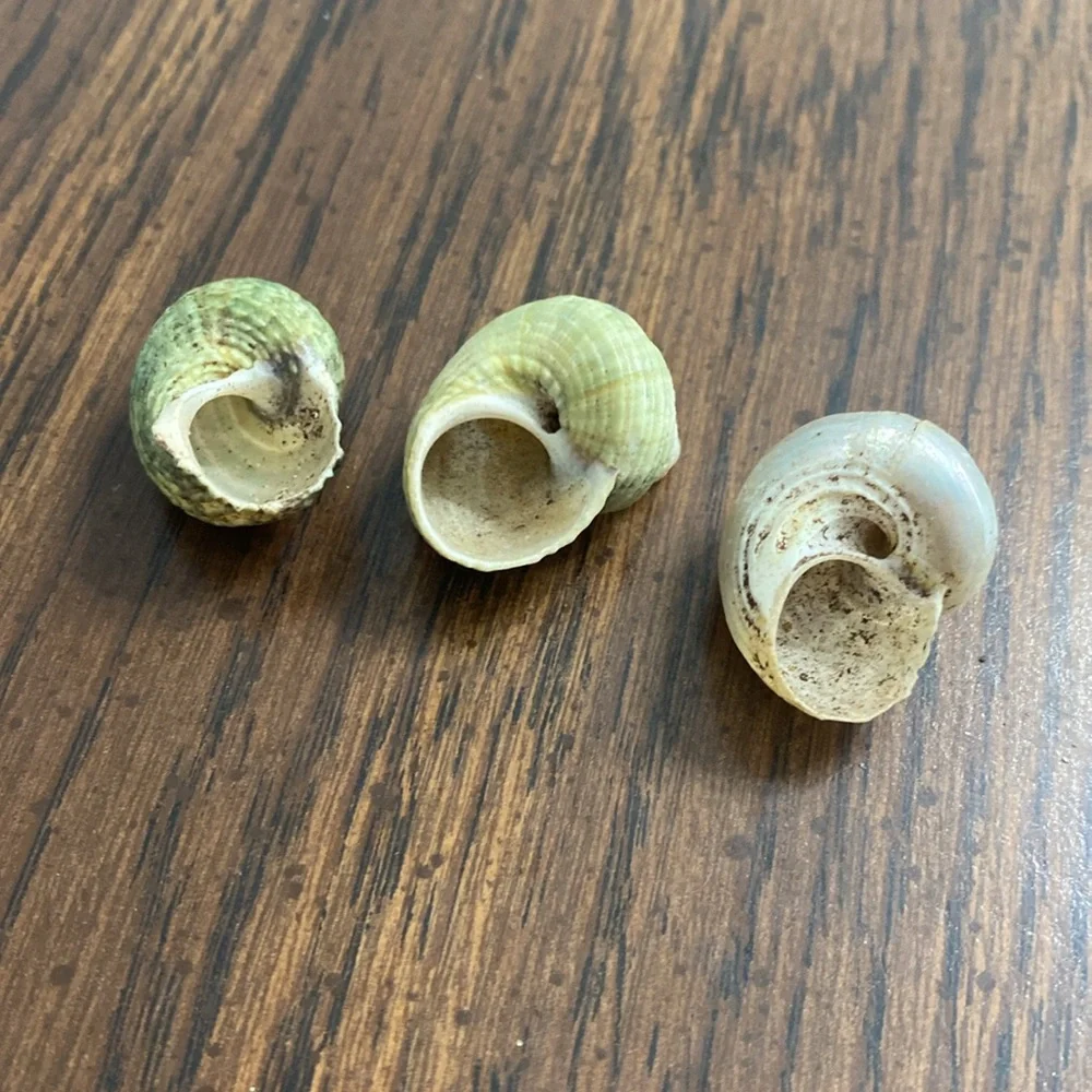 “5/$20” lot of three hermit crab shells O shaped .5 inch openings